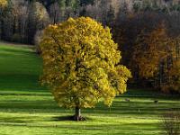 Nachmittagslicht auf mächtiger Eiche in Aschau-Hub